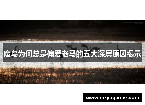 魔鸟为何总是偏爱老马的五大深层原因揭示